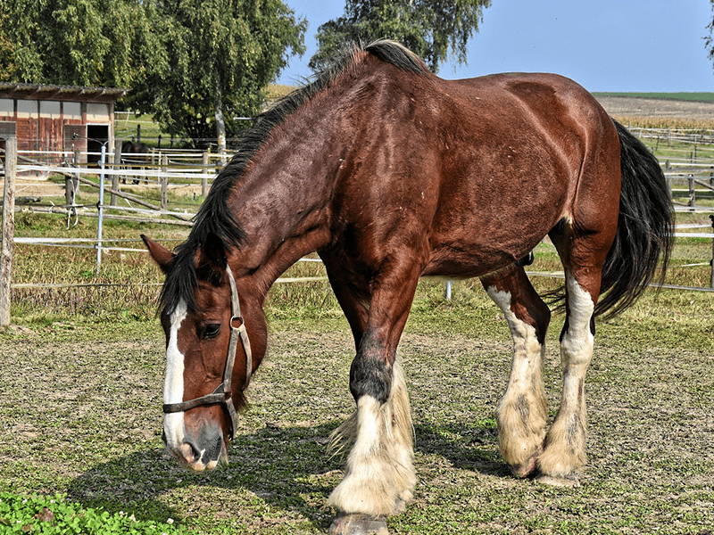 Pferd auf ungepflegter Weide