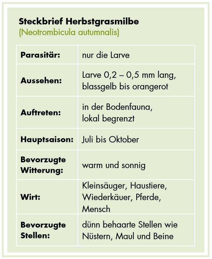 Steckbrief Herbstgrasmilbe
