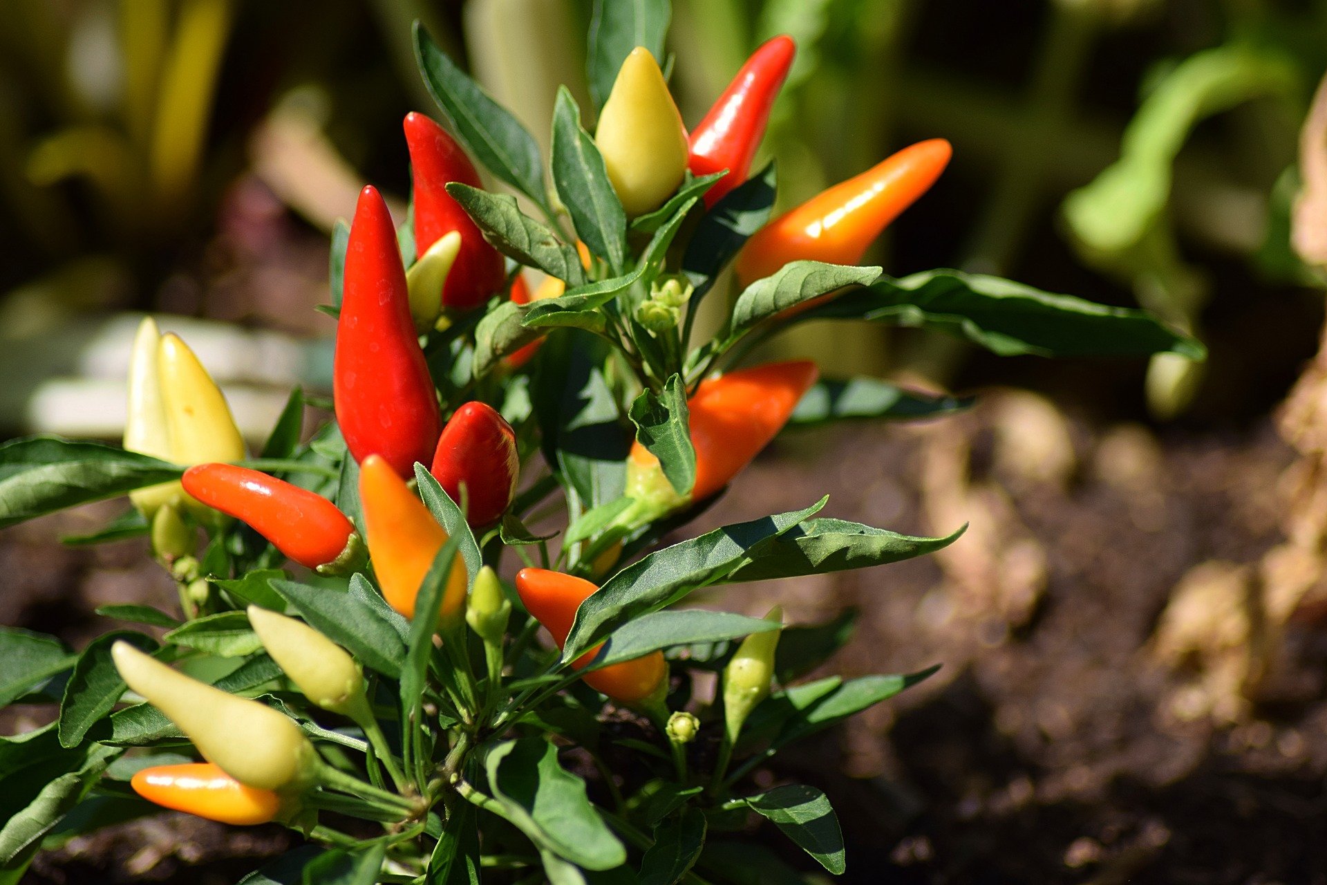 Cayenne Pfeffer