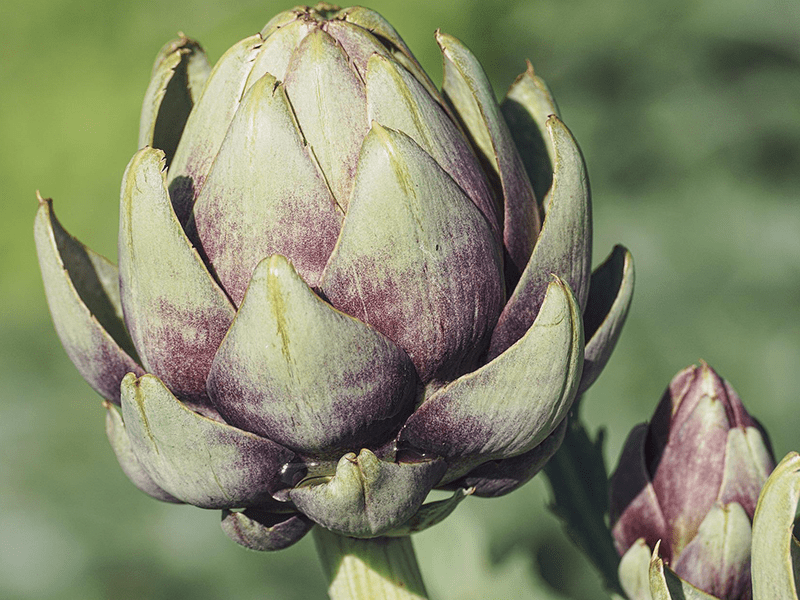 Artischocke