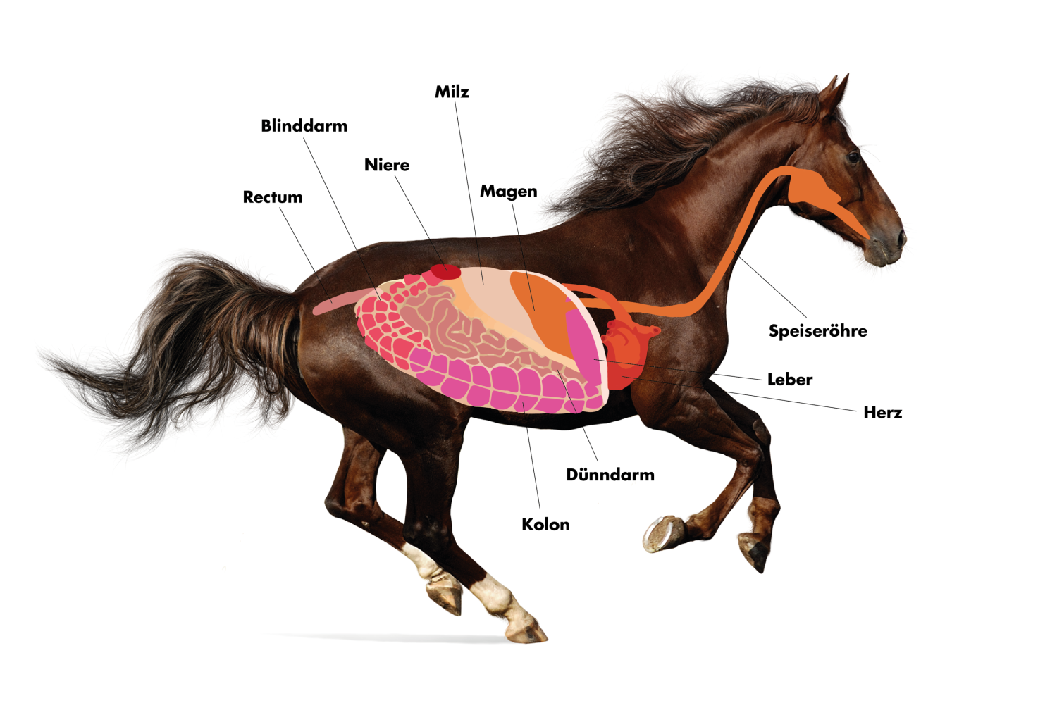 Schema Pferd