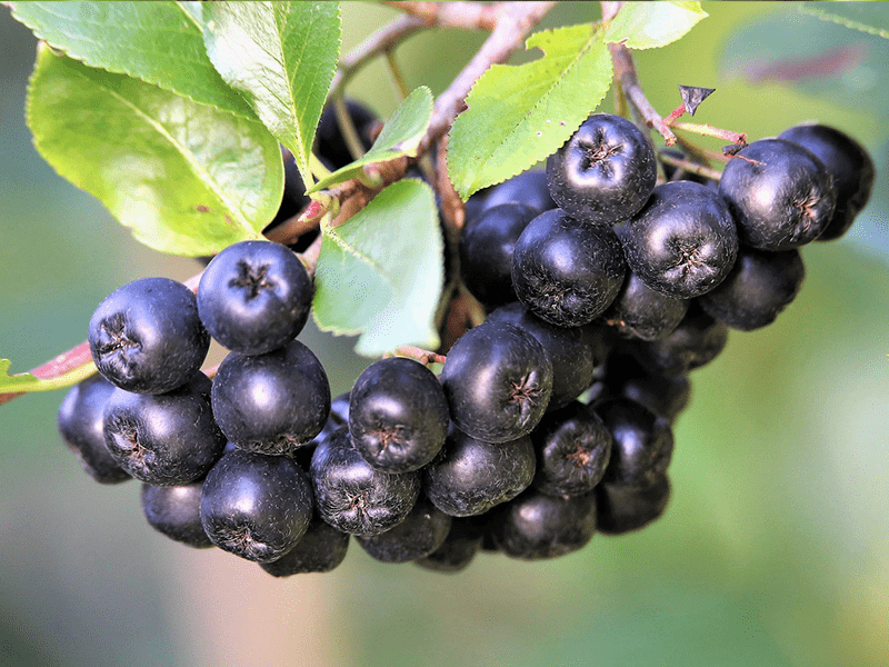 Aronia