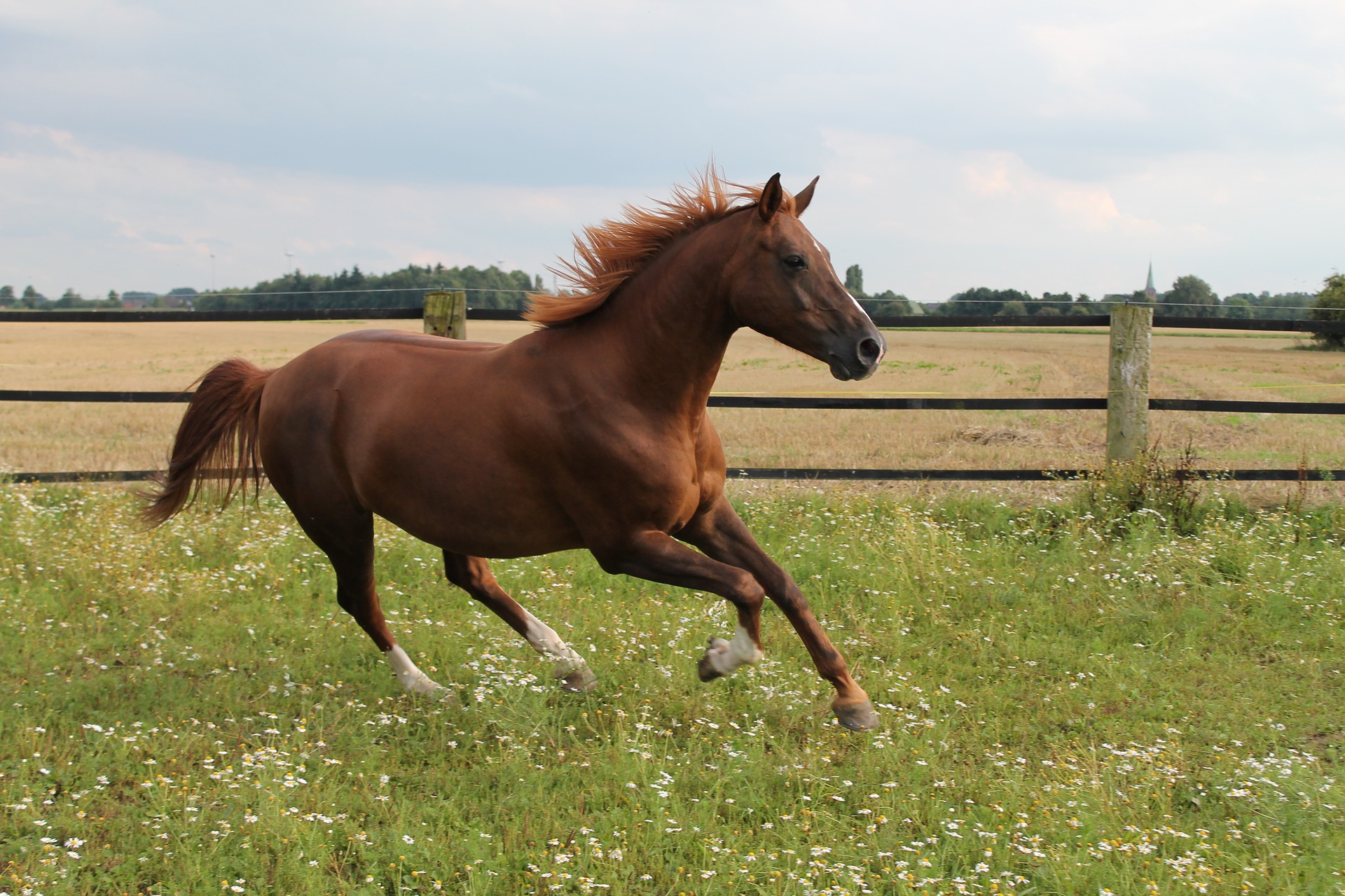 Pferd auf Wiese