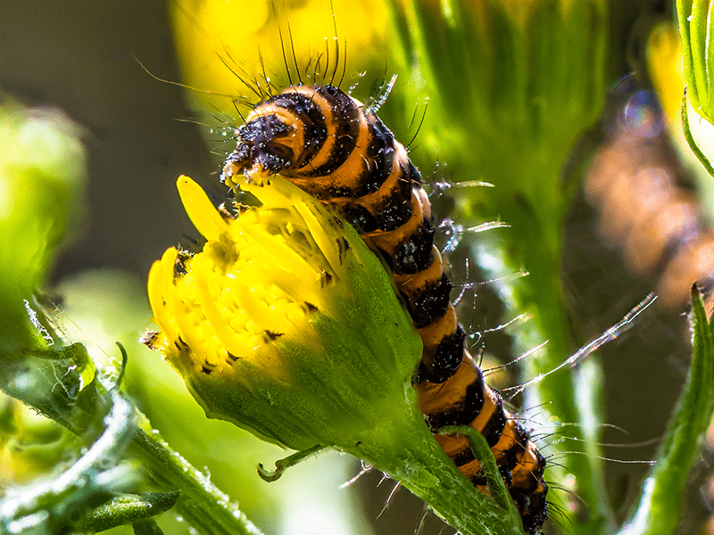 Raupe auf Jakobskreuzkraut