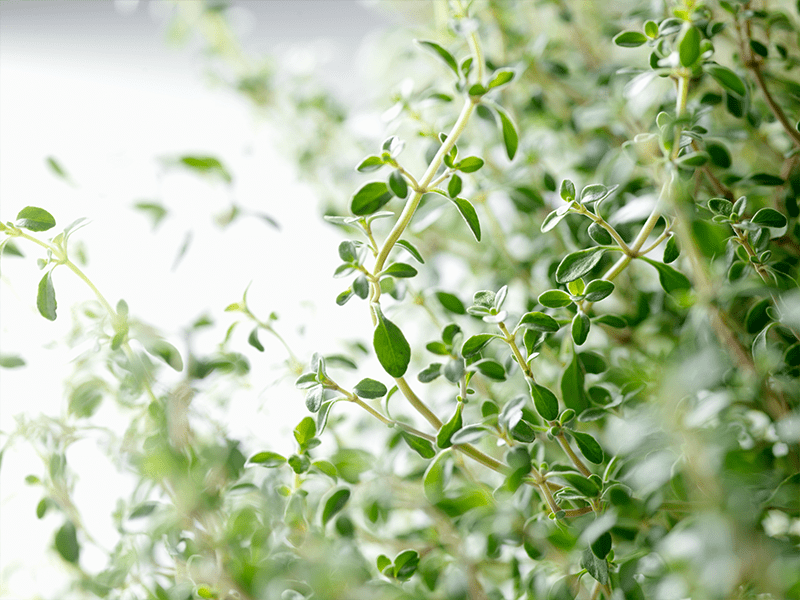 Thymian zur Inhalation