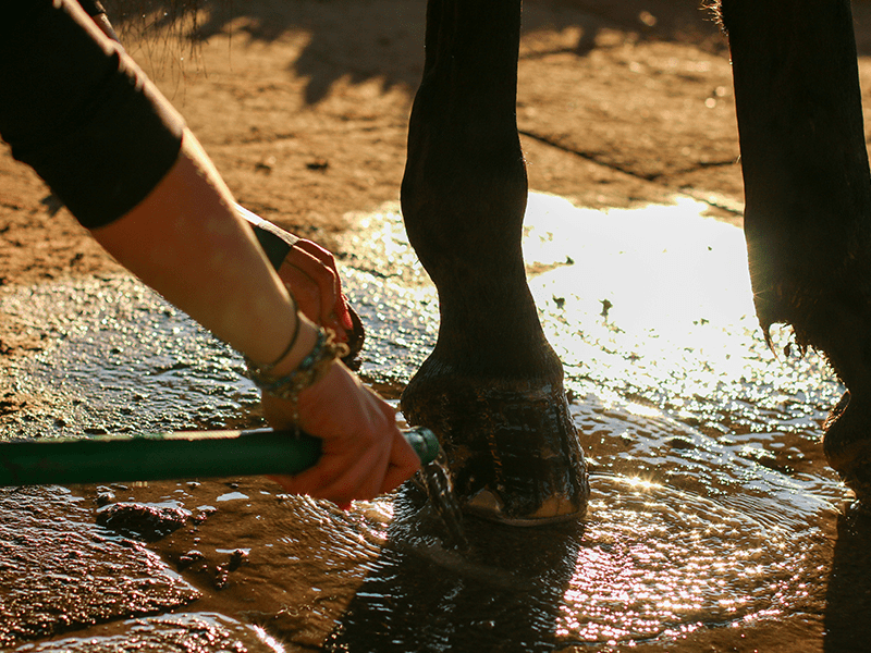 Mit Wasser gekühlte Pferdebeine