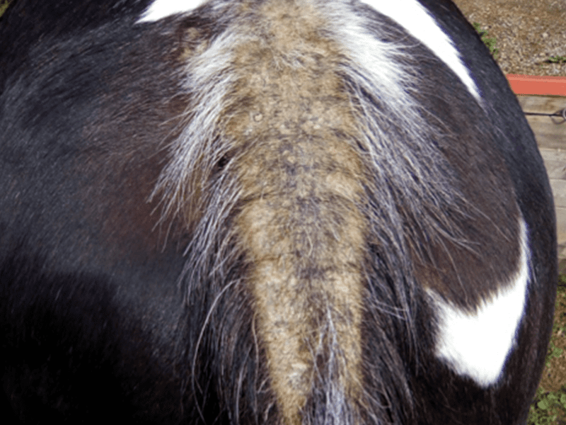 Ekzem am Schweif