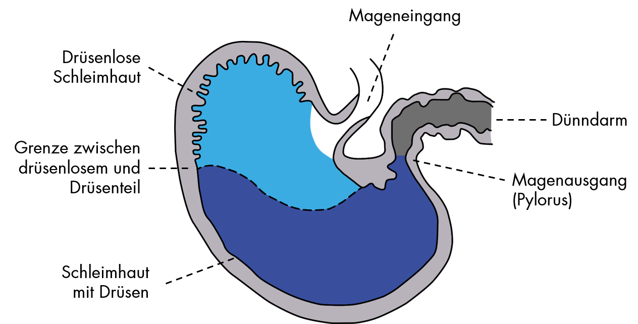 Skizze Pferdmagen
