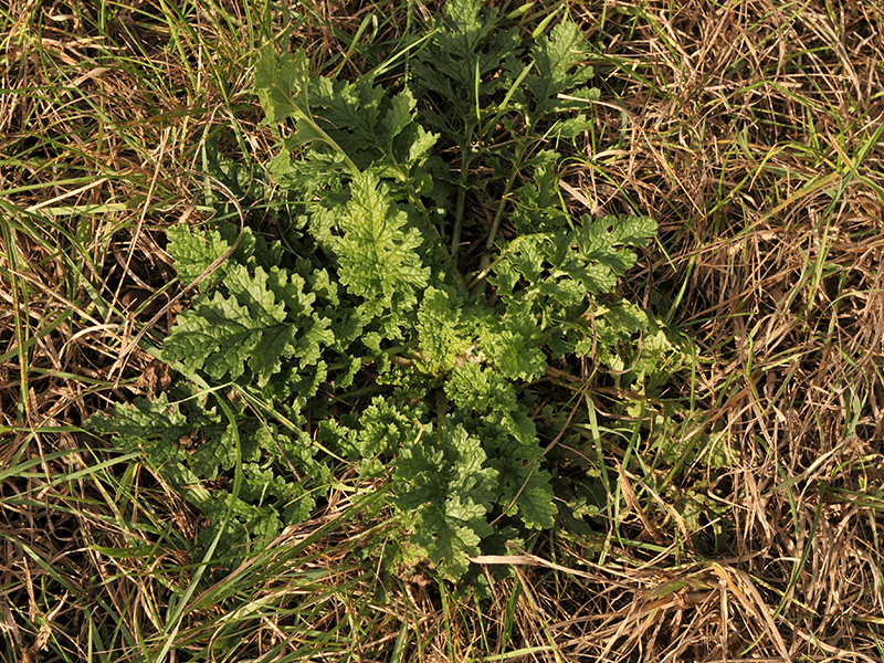 Blattrosette des Jakobskreuzkraut