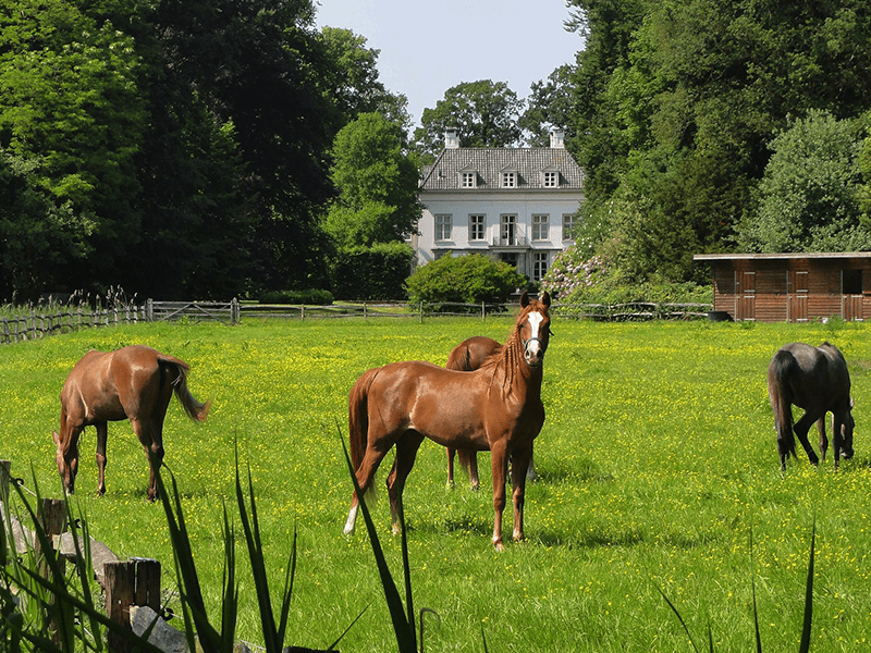 Pferde auf bewachsener Koppel