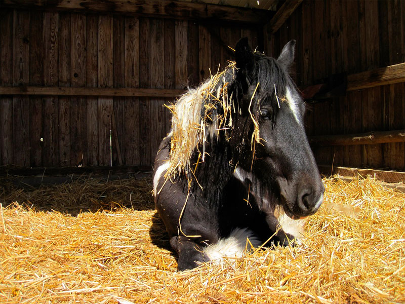 Pferd liegt in Stroh