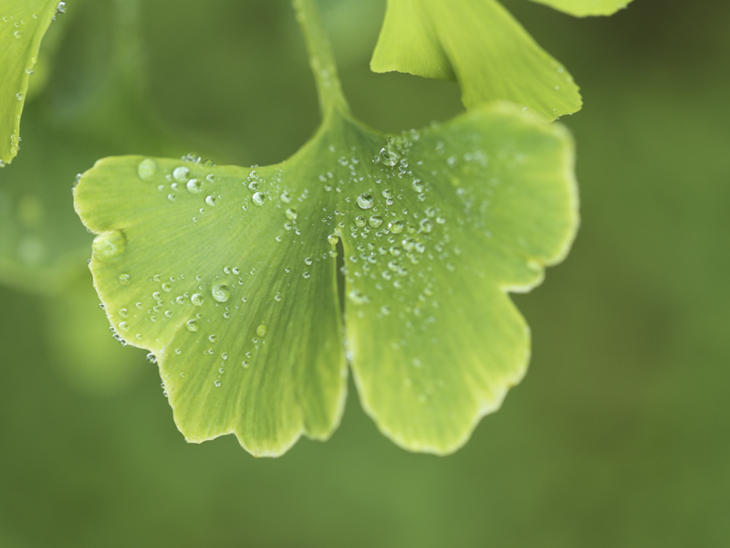 Ginkgo