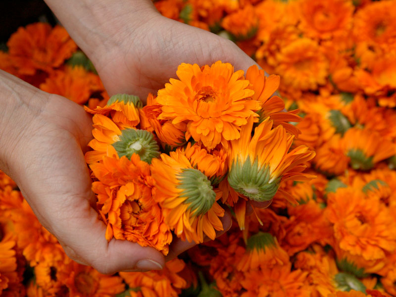 Ringelblume