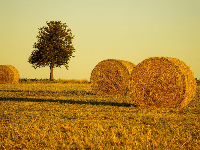 Feld mit Heuballen