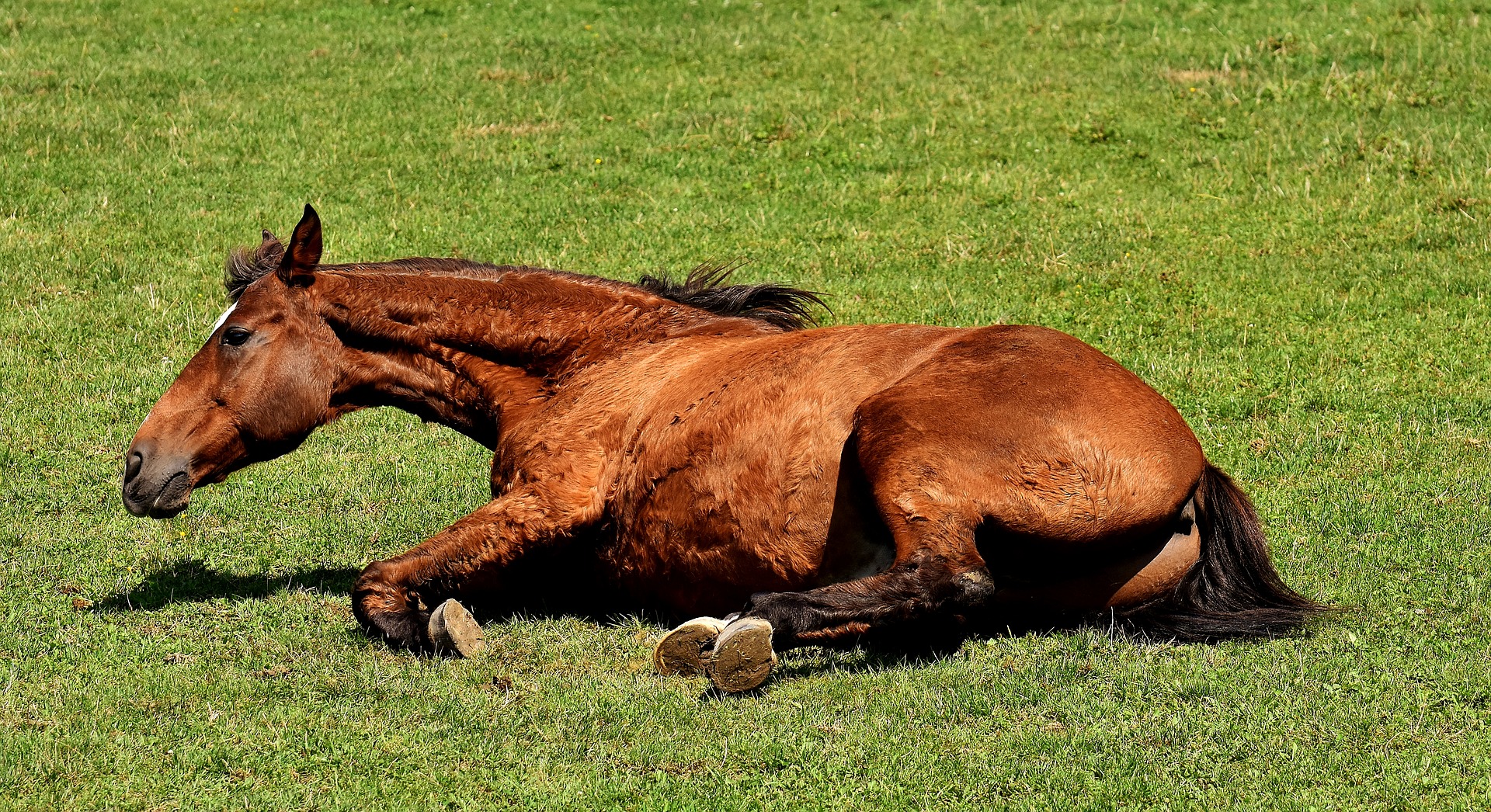 Pferd liegt