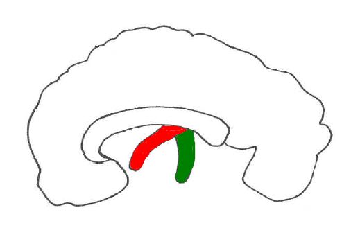 Schema: Pferdehirn