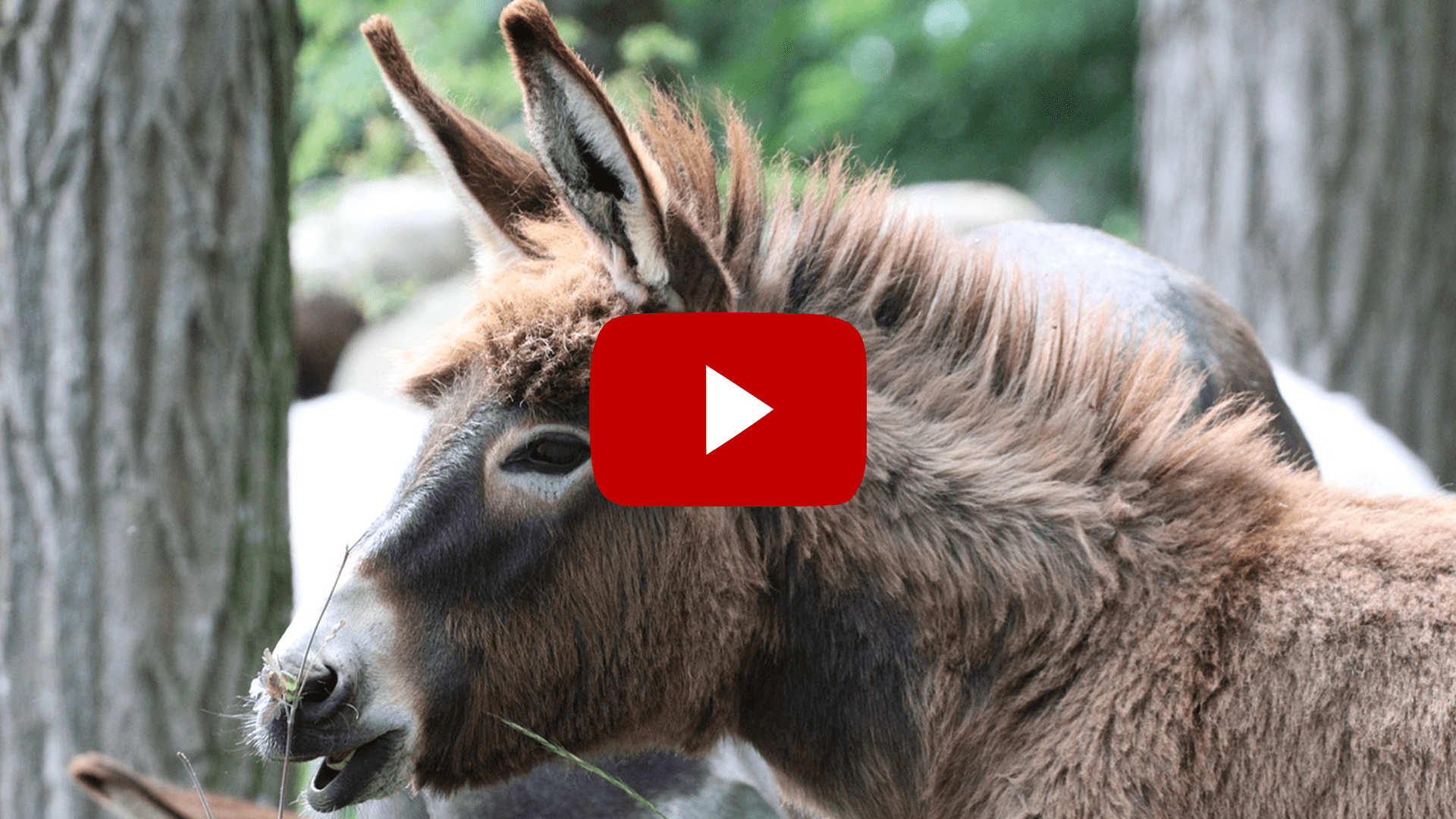 Pferd und Esel – auf den ersten Blick ähnlich, und doch so verschieden