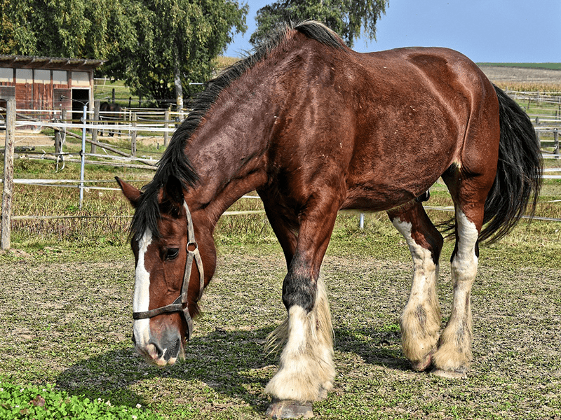 Grasendes Pferd auf Koppel