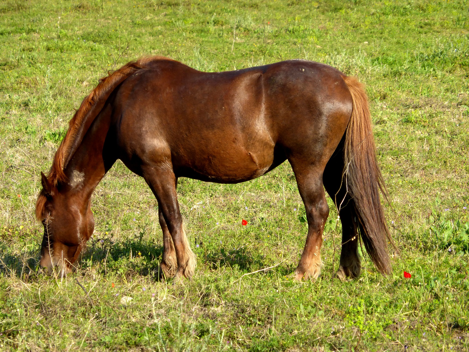 Pferd auf Wiese