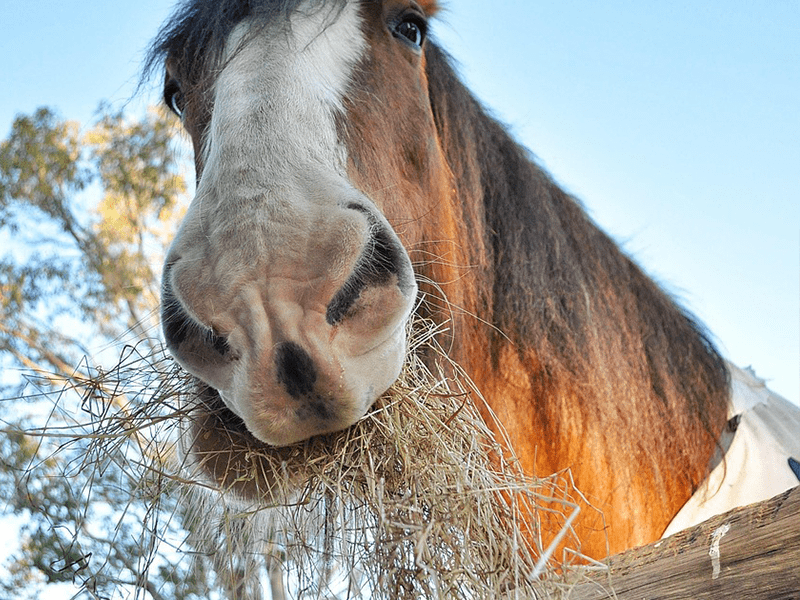 Pferd mit Heu im Maul