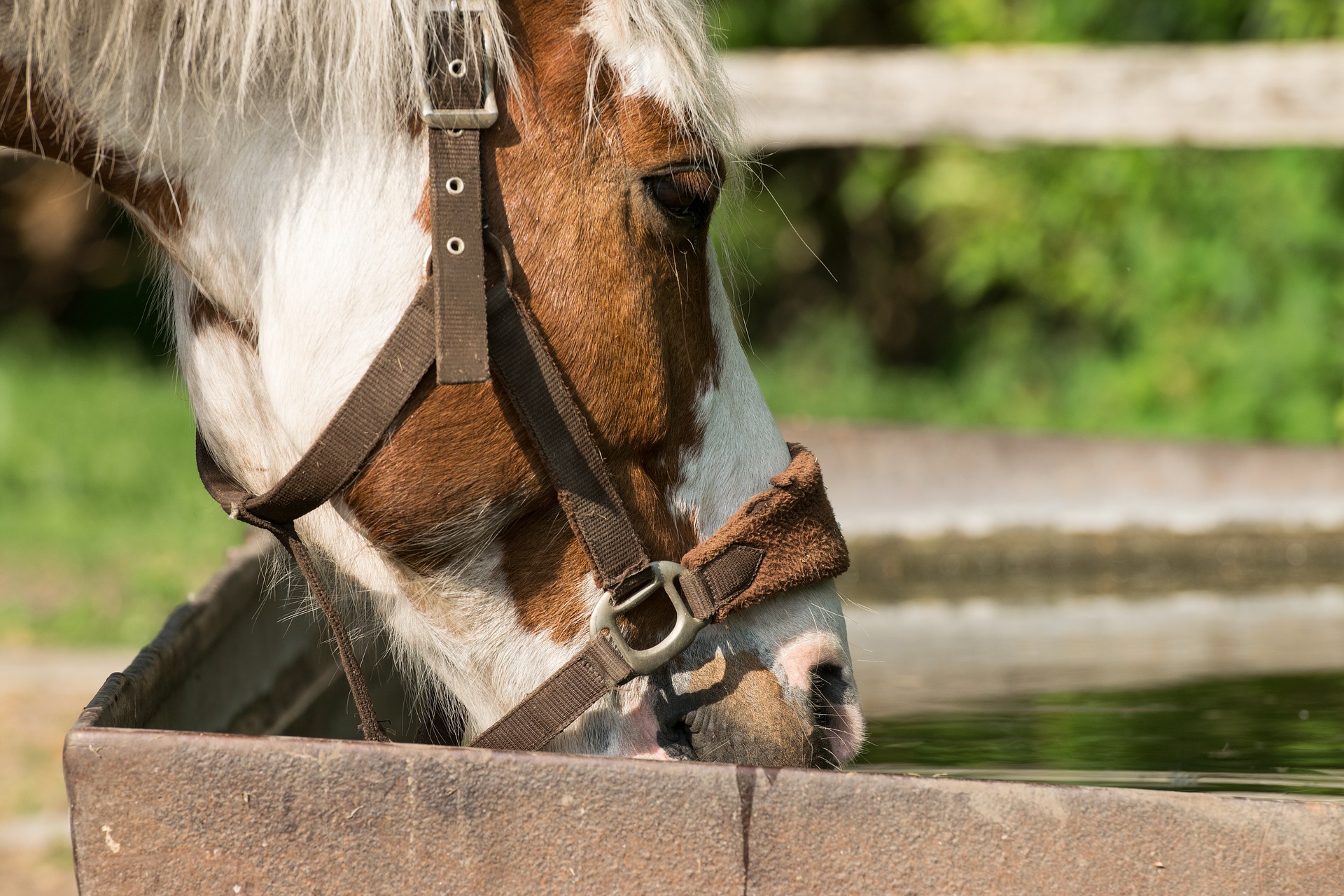 Horse drink